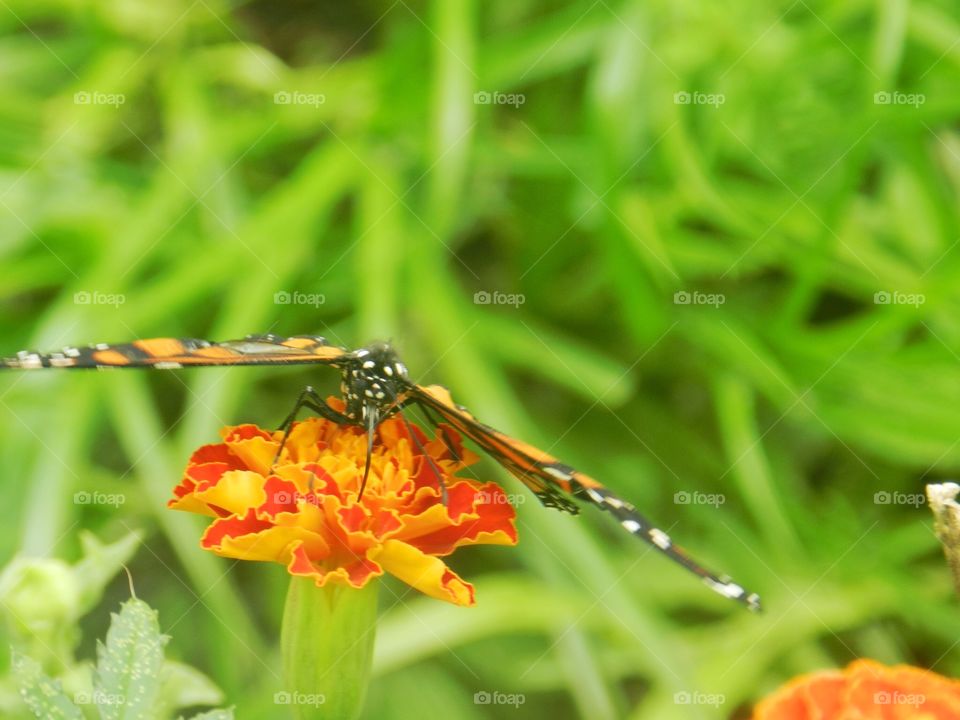 Nature, Summer, Insect, Leaf, No Person