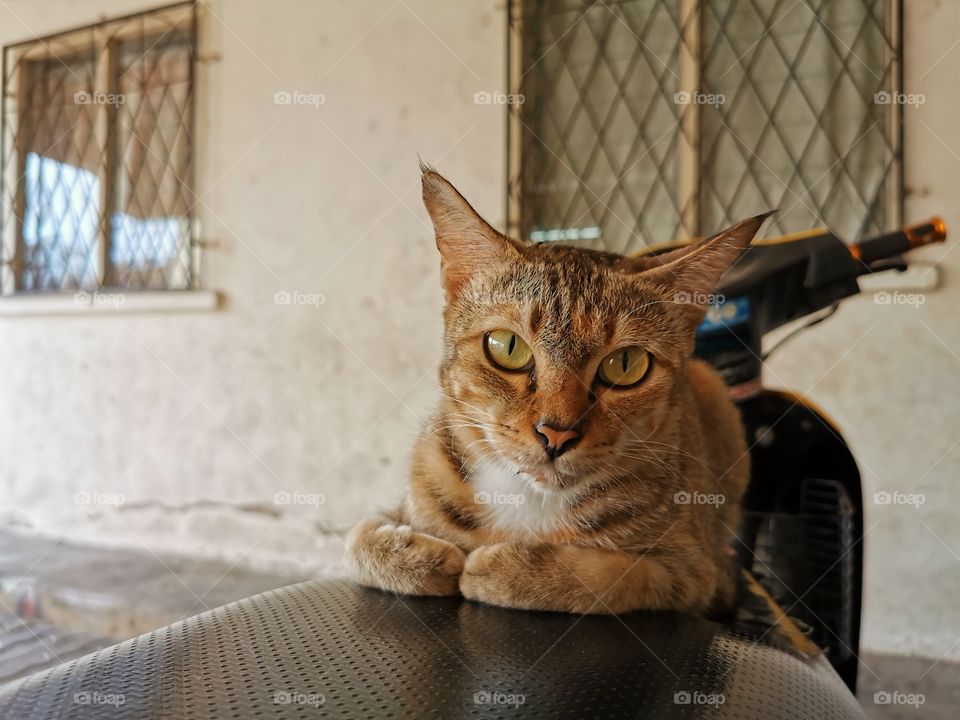 Street cat