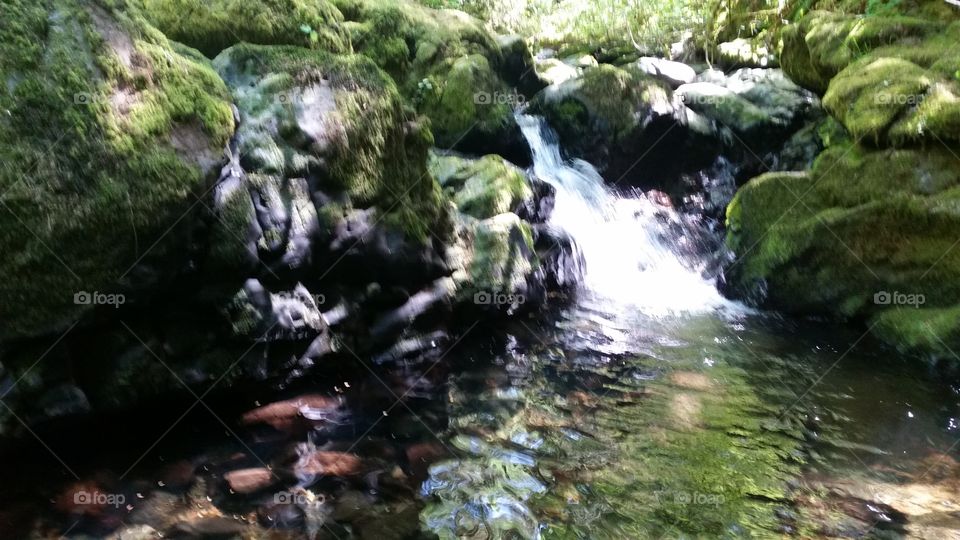 white water stream flowing over mossy rocks  into forest pool