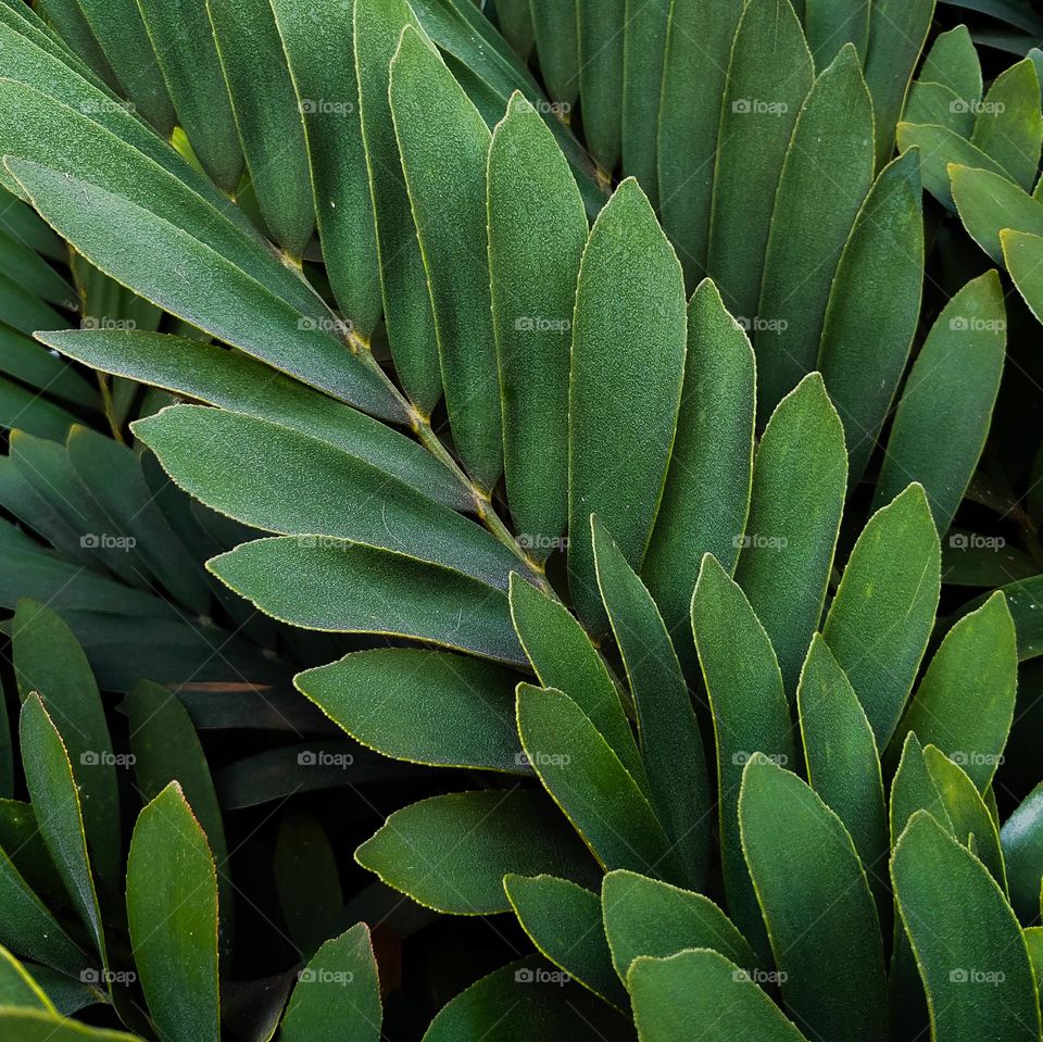 Green Australian bush leaves Zamia Furnuracea