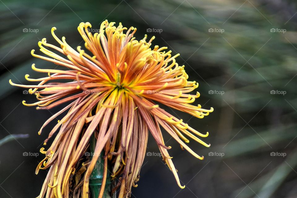Chrysanthemum. A beautiful chrysanthemum in bloom at Beijing Botanical Garden.