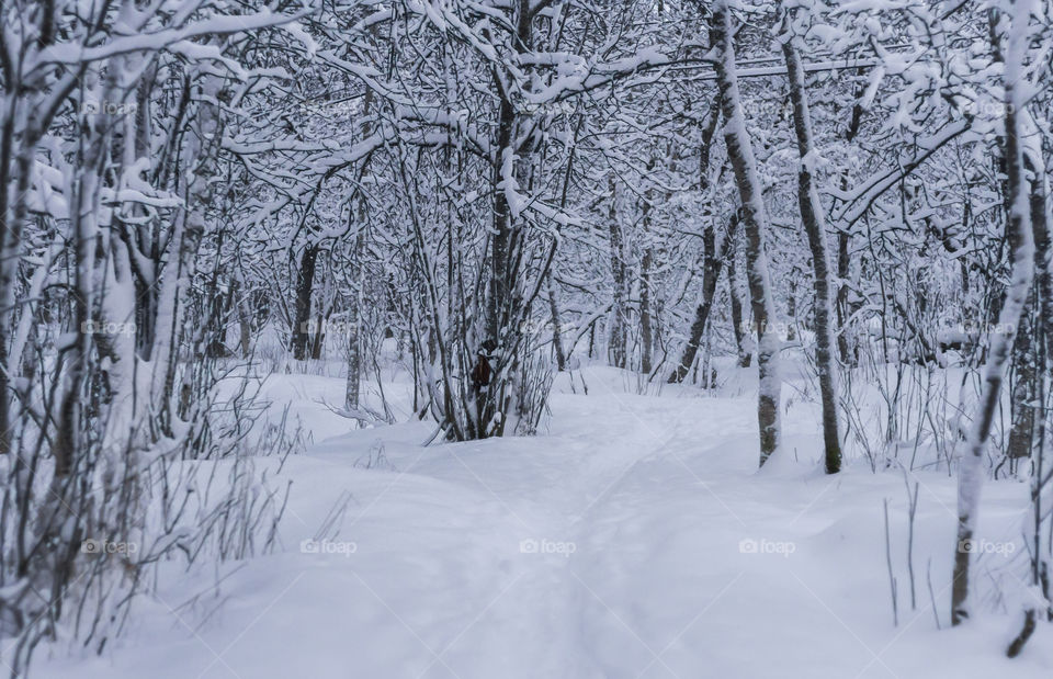 Deep snow in the forest