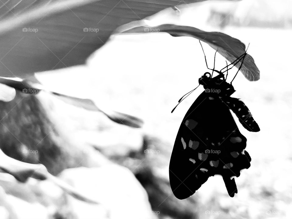 Closeup of a swallowtail butterfly hanging upside down from a leaf