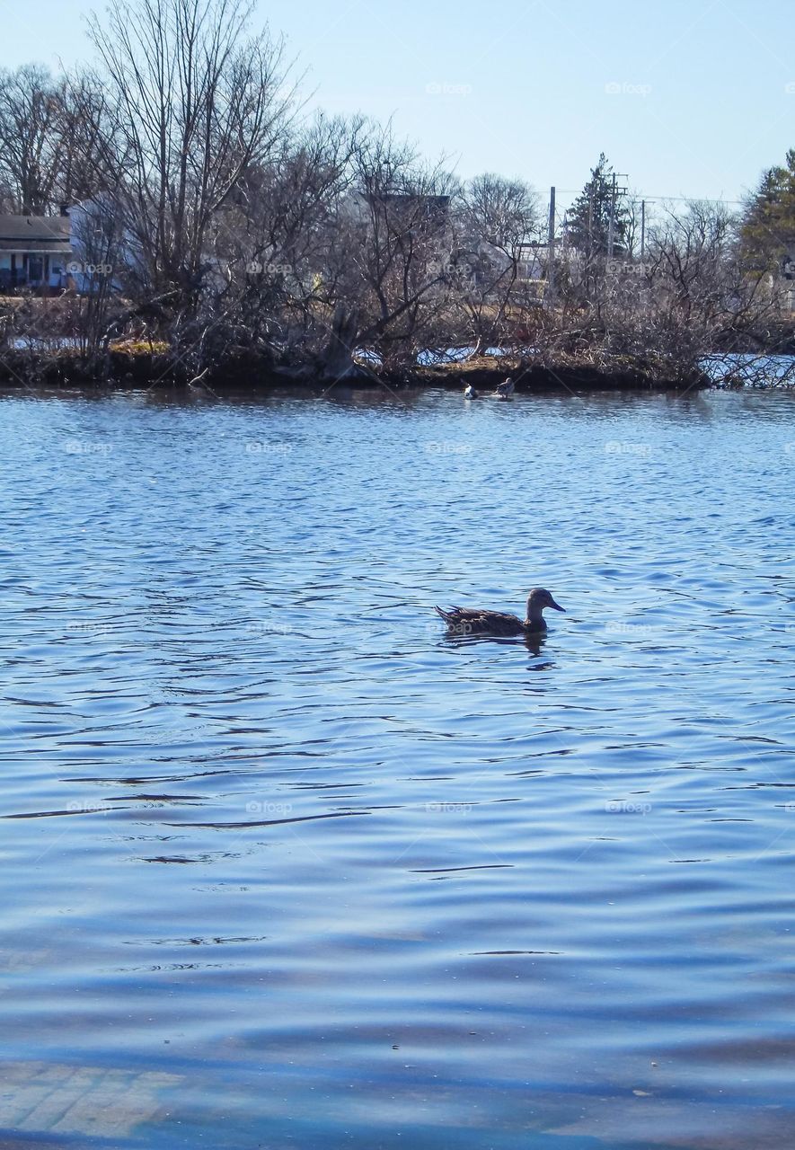 A black duck swimming in a Michigan river on a clear blue sky day. 