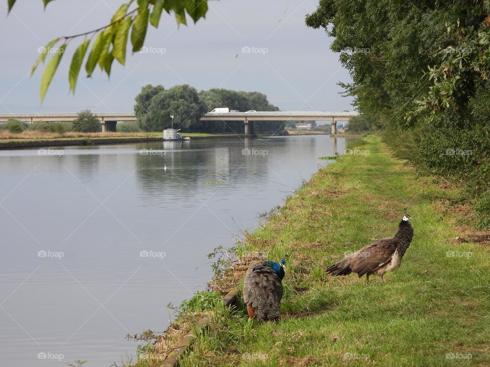 A pair of peacocks at a canal bank