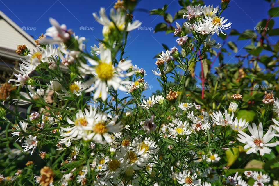 Close-up of a white flowers