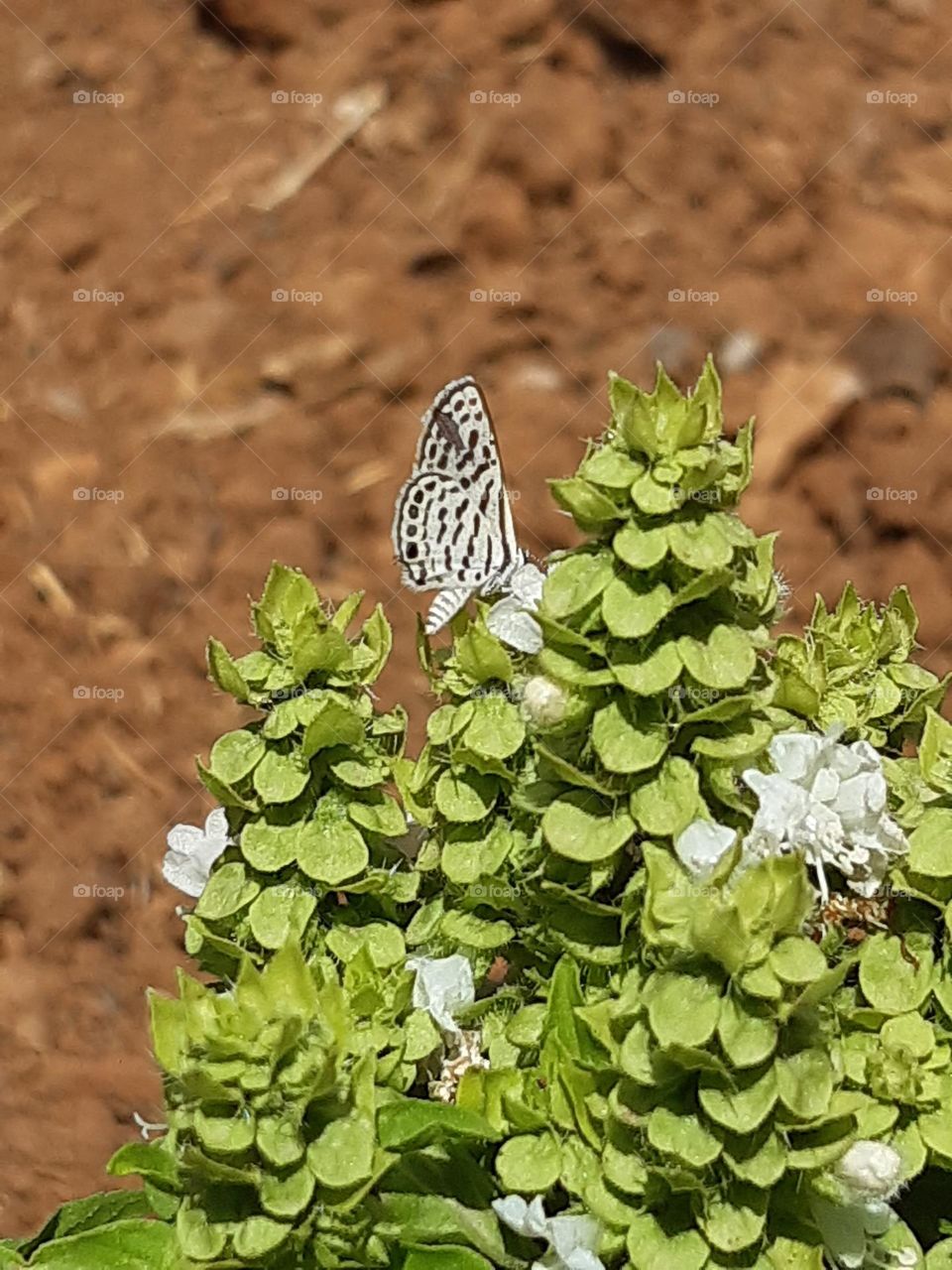 Butterfly pollinates flowers