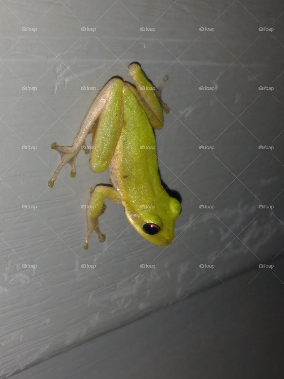 Frog on Siding