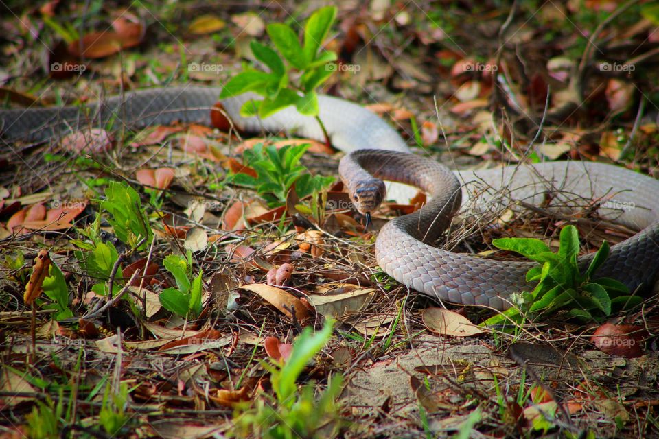Snake preparing to strike