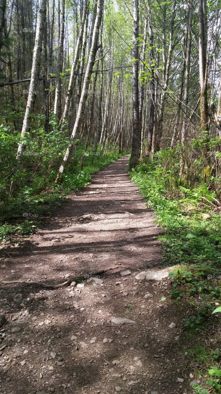 Wood, Nature, Landscape, Guidance, Tree