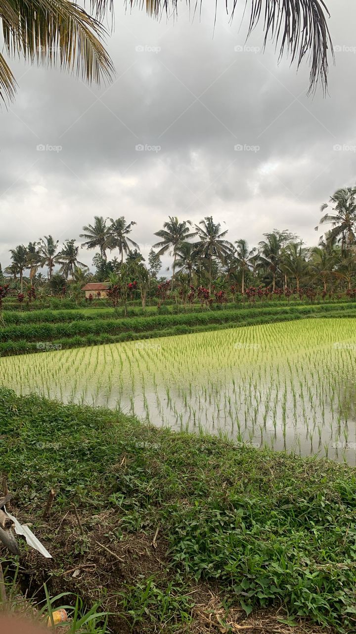 Rice growth is growing