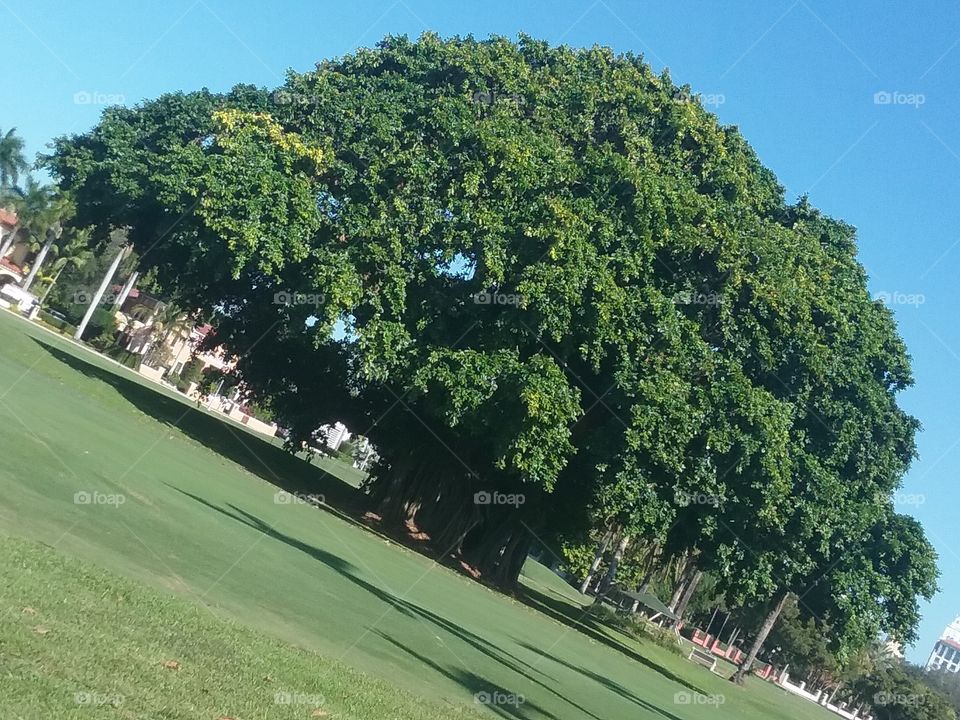 massive fig tree