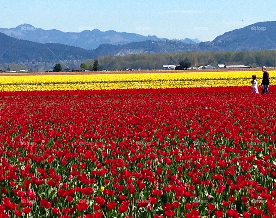 Tulip fields