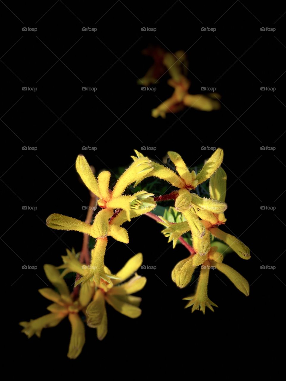 Brilliant Yellow Stunning Screensaver Yellow Kangaroo Paw! 