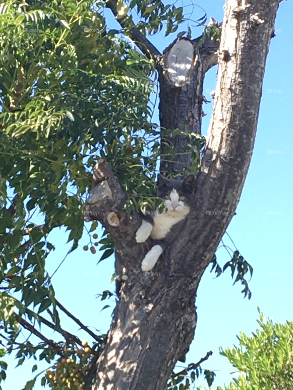 Wild cat on its tree