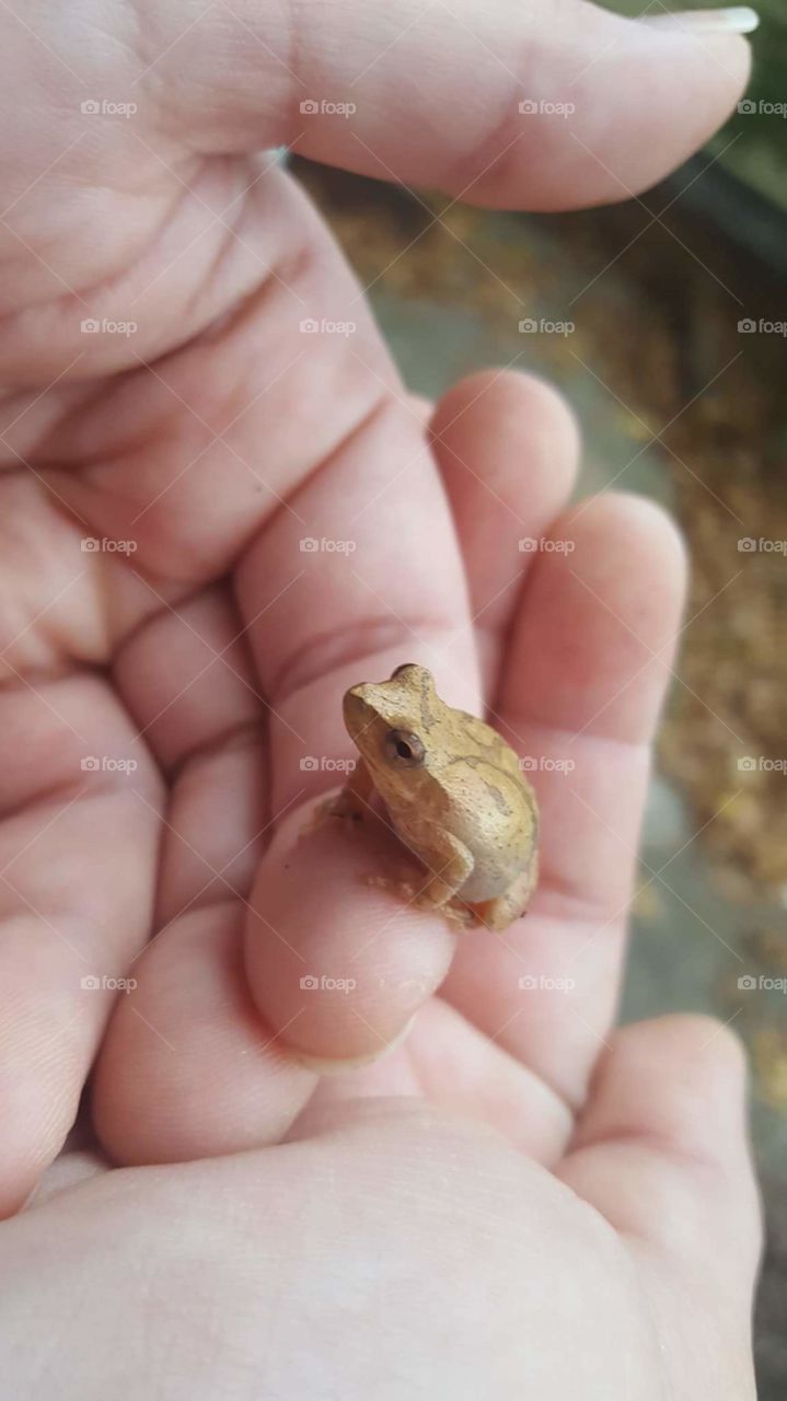 A frog in the hand