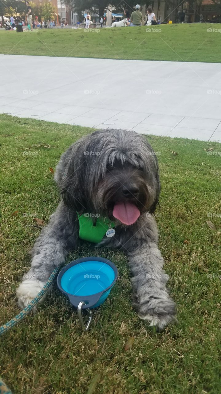 tibetan terrier dog laying on grass