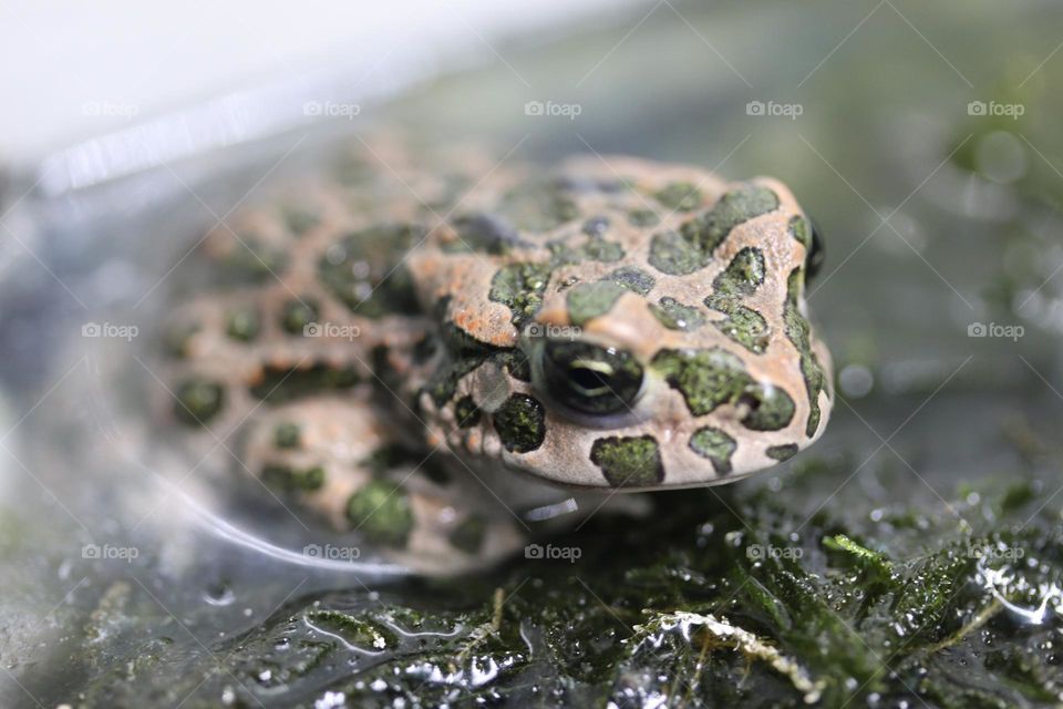 A green toad in The aquarium