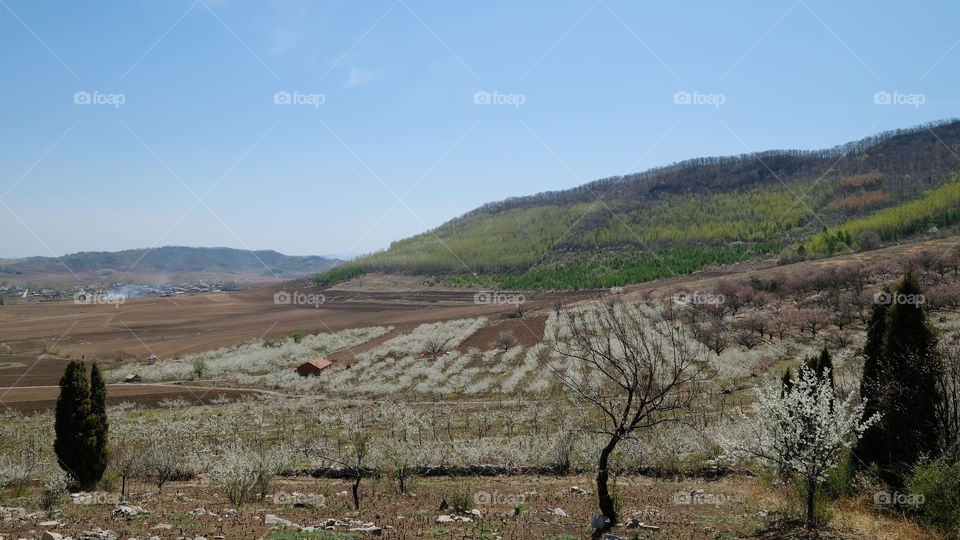 an orchard in spring