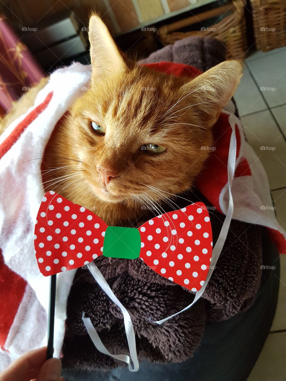 christmas cat with bow cute