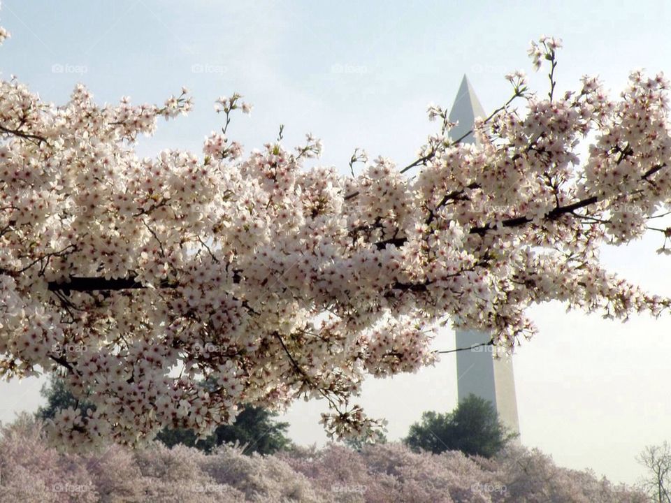 Washington monument at cherry blossom time