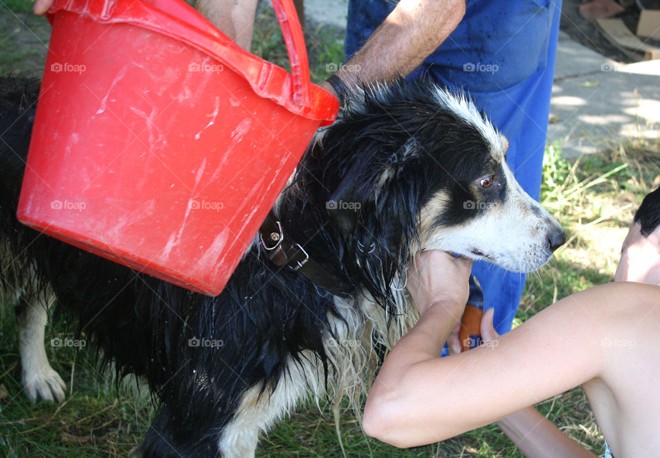 Bathing a dog 1