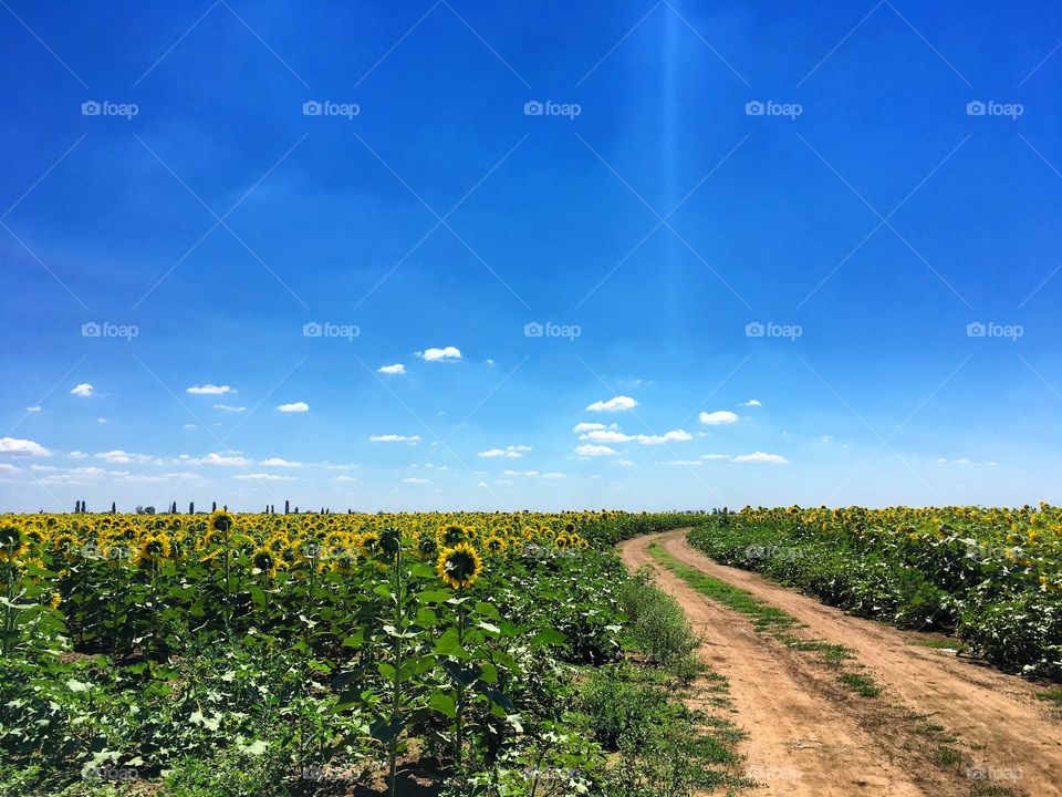 Field with sunflowers, blue sky with clouds, road