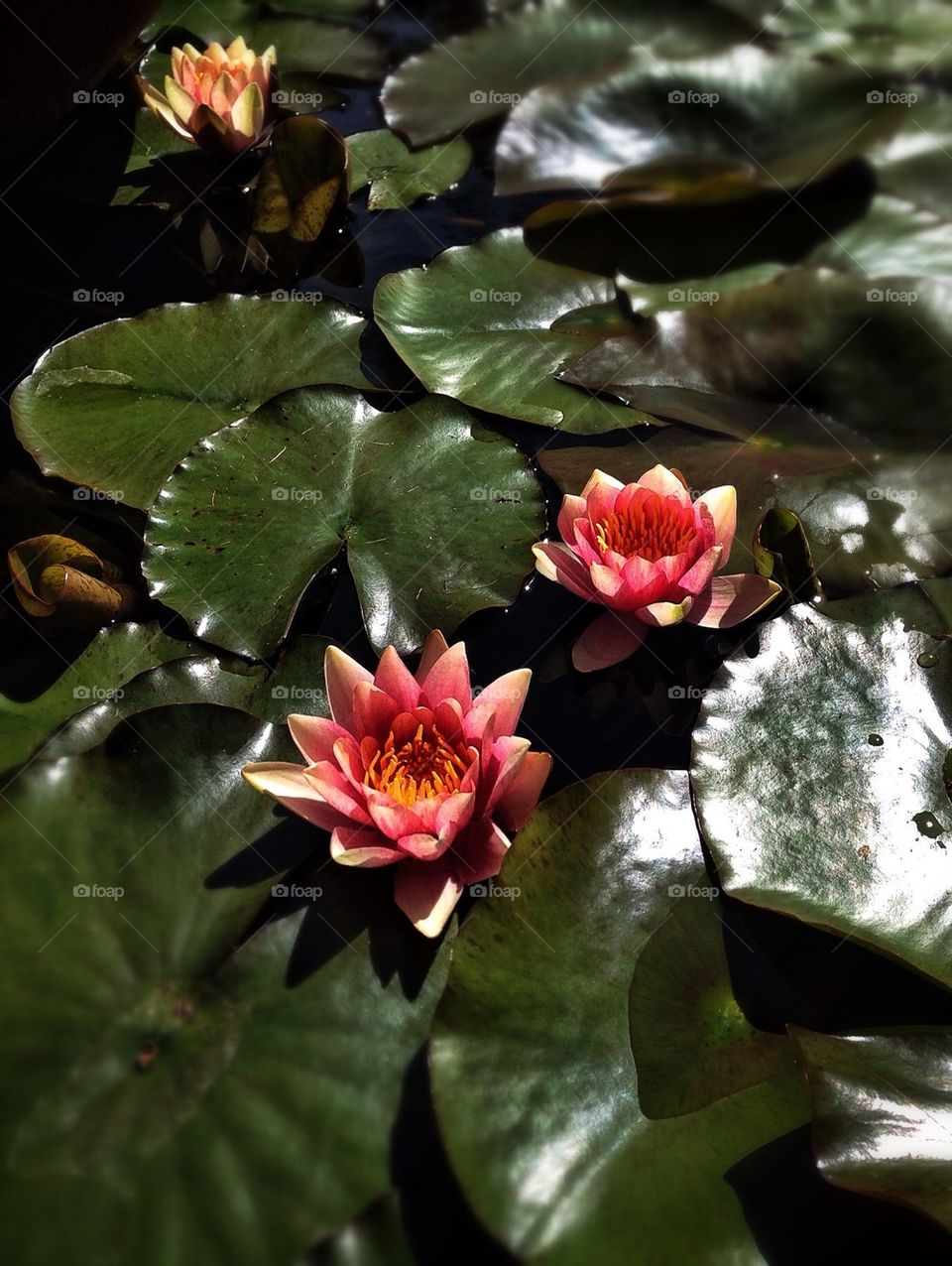 Water Lillies