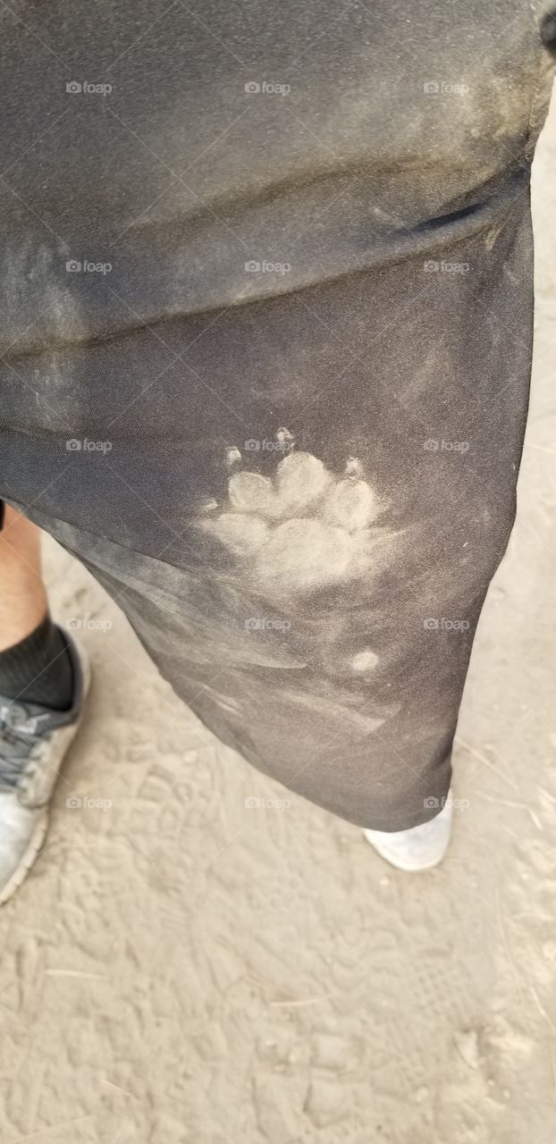 puppy paw print