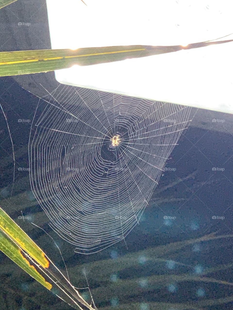 Spider web