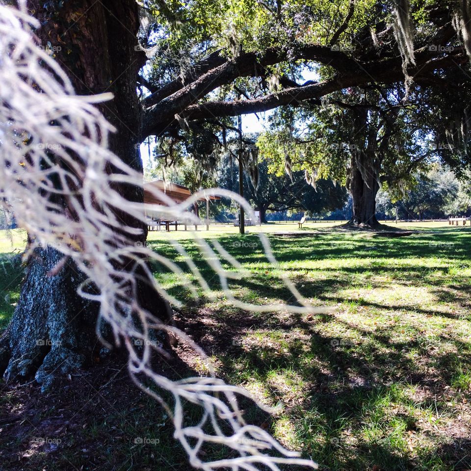 Moss hanging from tree blowing in the wind 