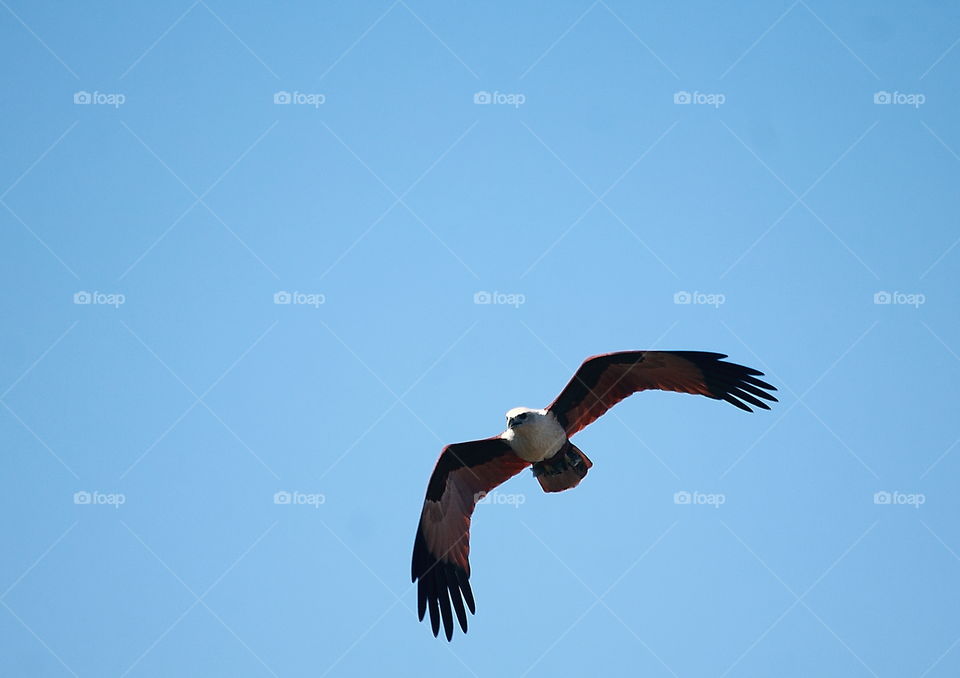 Brahminy Kite. Flyng active at the surrounding of the lake. Old brown body withthe white for the others colour of. The bird's going to reach its feed into the fishes of the lake. Sometimes interest to walk on thingking at the ground site of the lake