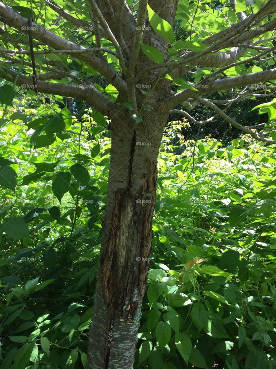 Damaged trunk