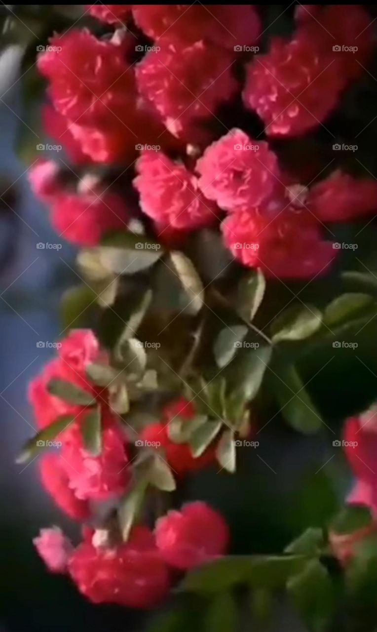 A beautiful red flowers with green background