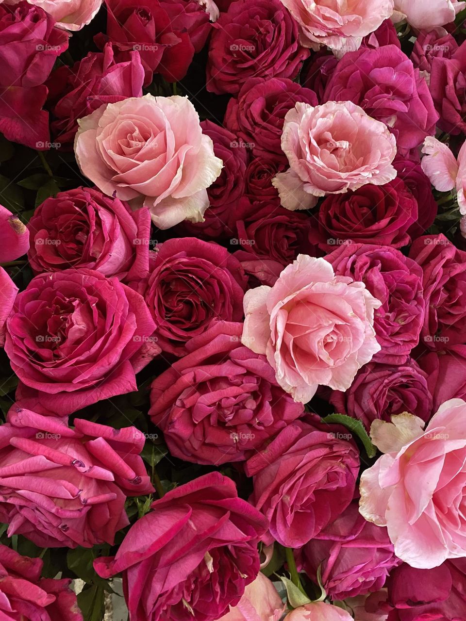 50 shades of pink roses