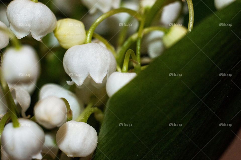 Lily of the valley (Convallaria majalis) macro shot