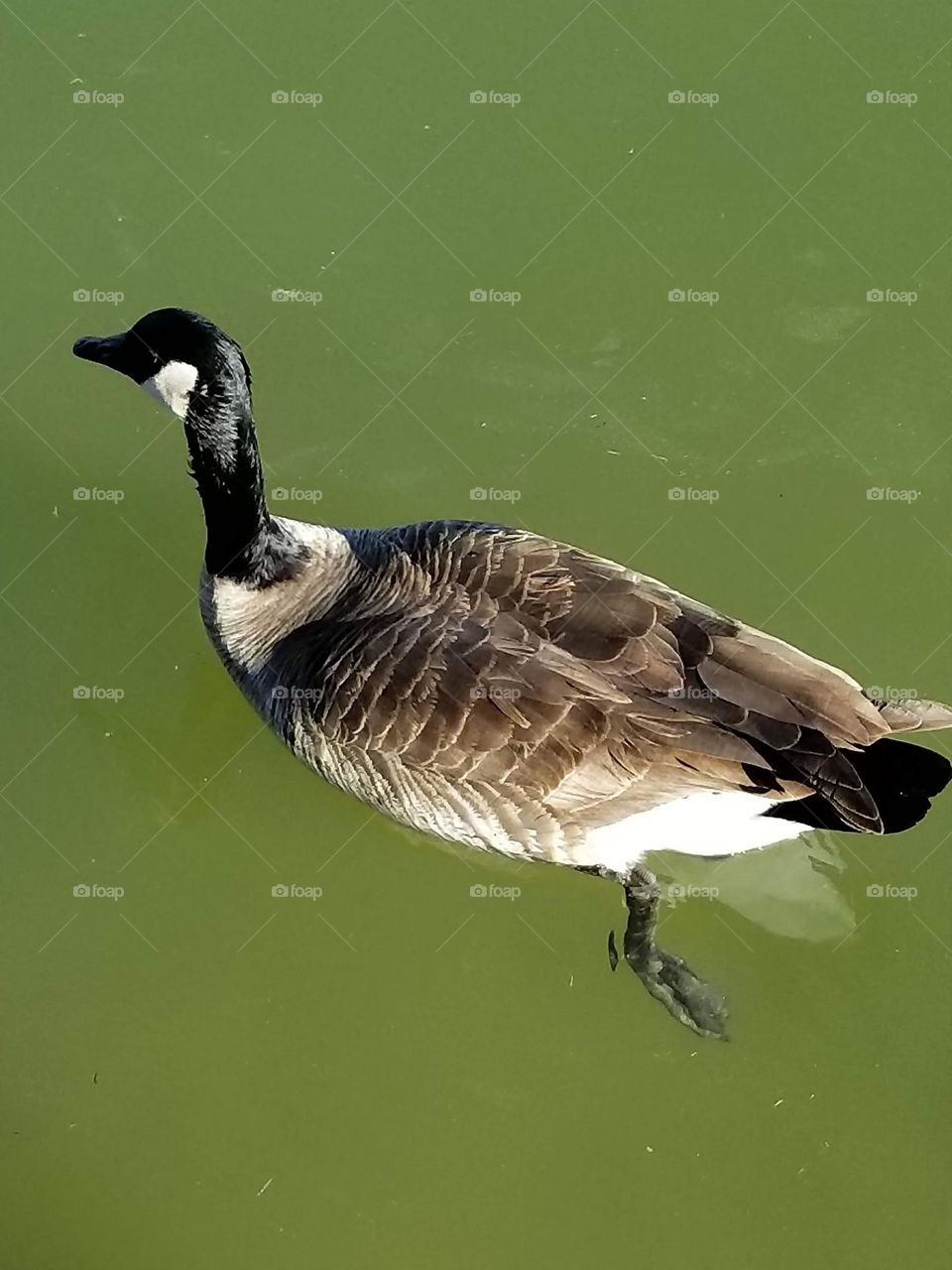 A goose enjoying a cool swim on a sunny day in Las Vegas !