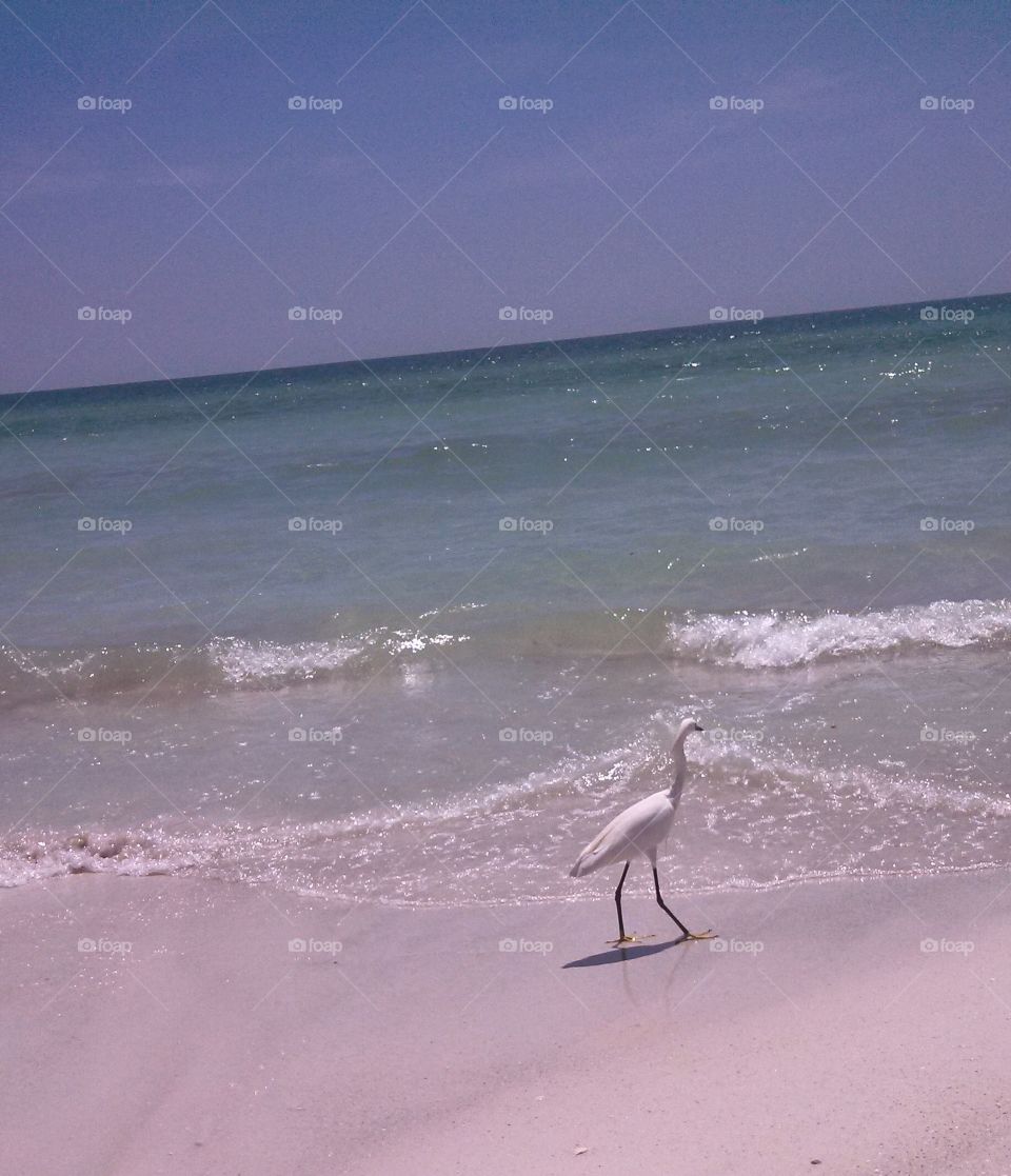 Crane Taking a Stroll Along the Beach