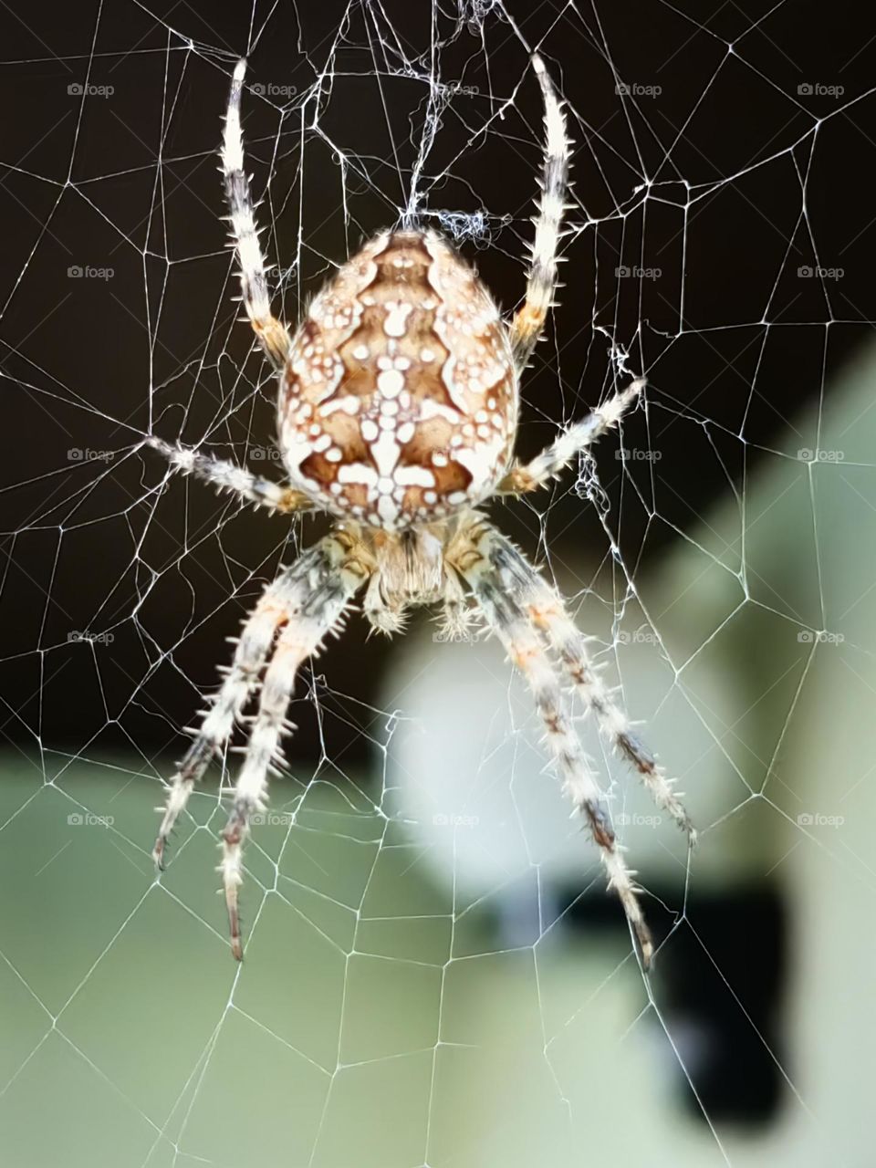 Spider in her Web