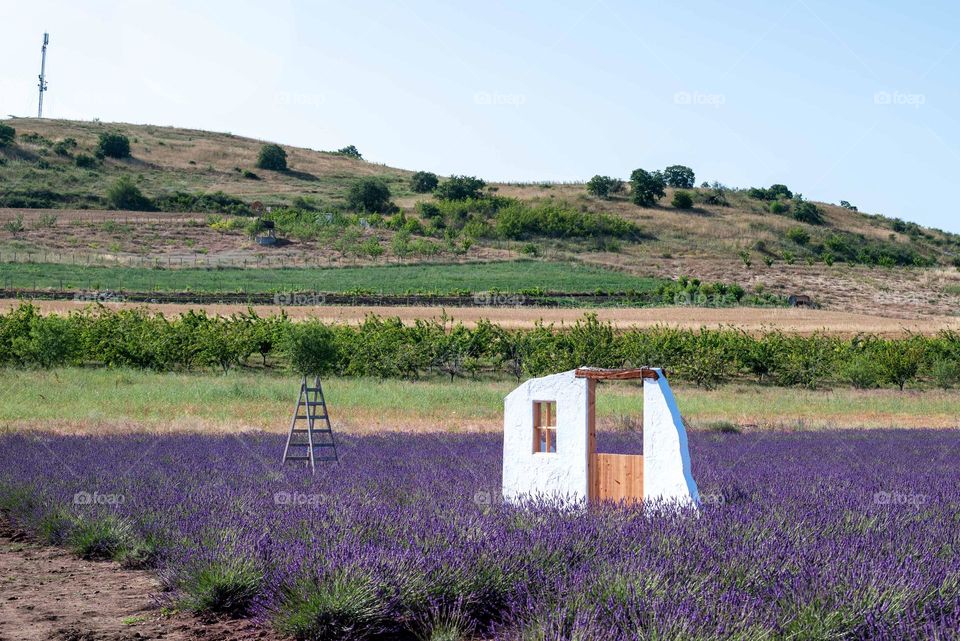 There is no House... But Purple Door Middle Lavender Field