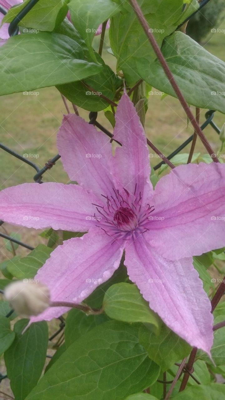 Beautiful blooming clematis