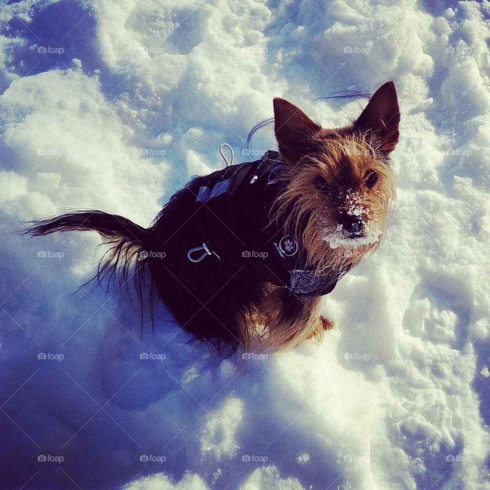 Yorkie in the snow