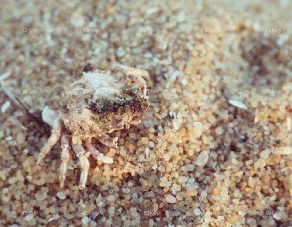Crab Skeleton in Sand 