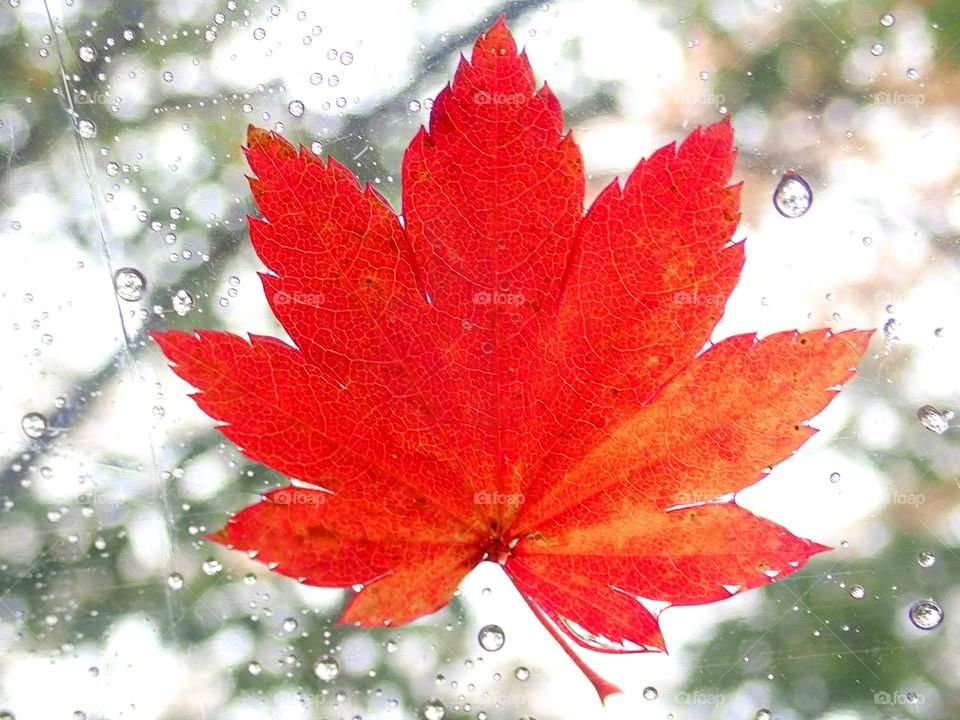 Red maple leaf