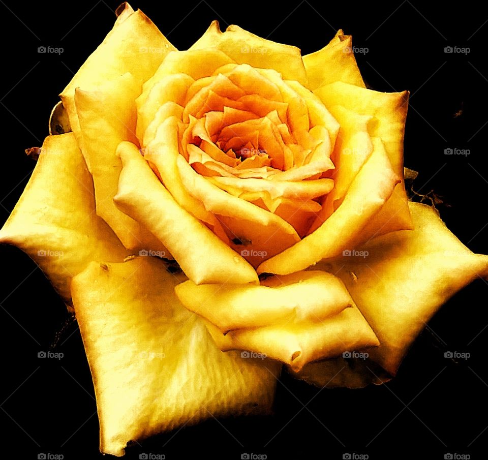 Single Yellow Rose -- Rose -- Rosebud -- Rosebush -- Clear Shot with Vivid Color -- Blooming Rose with Petals Opeb Unfolding -- Beautiful Flower -- Beautiful Yellow Rose -- Yellow Flower Blossom