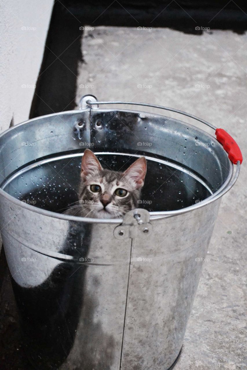 Cat in the Bucket