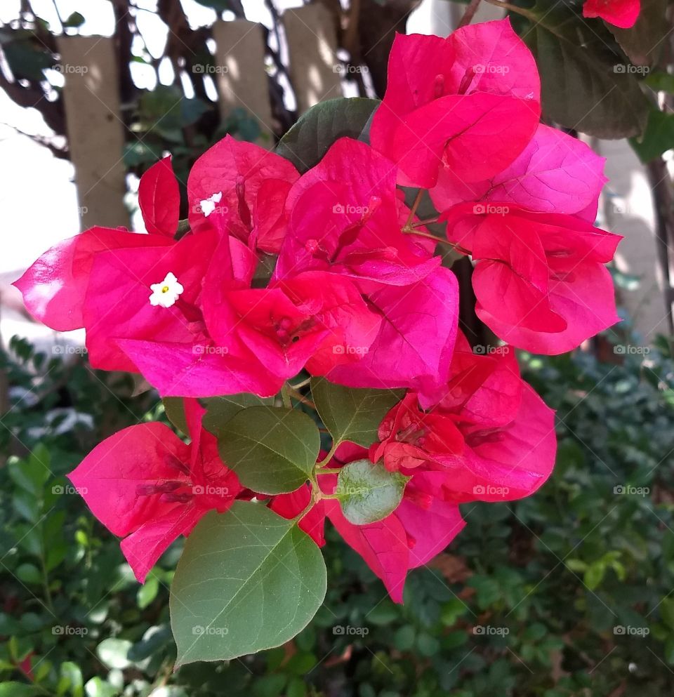 Bougainvilles