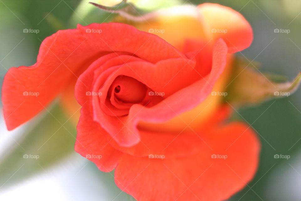 Orange rose close up