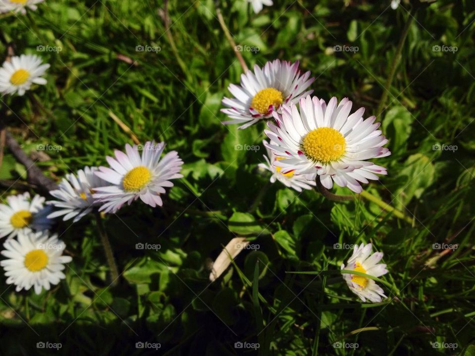landscape sweden spring flowers by sammefication