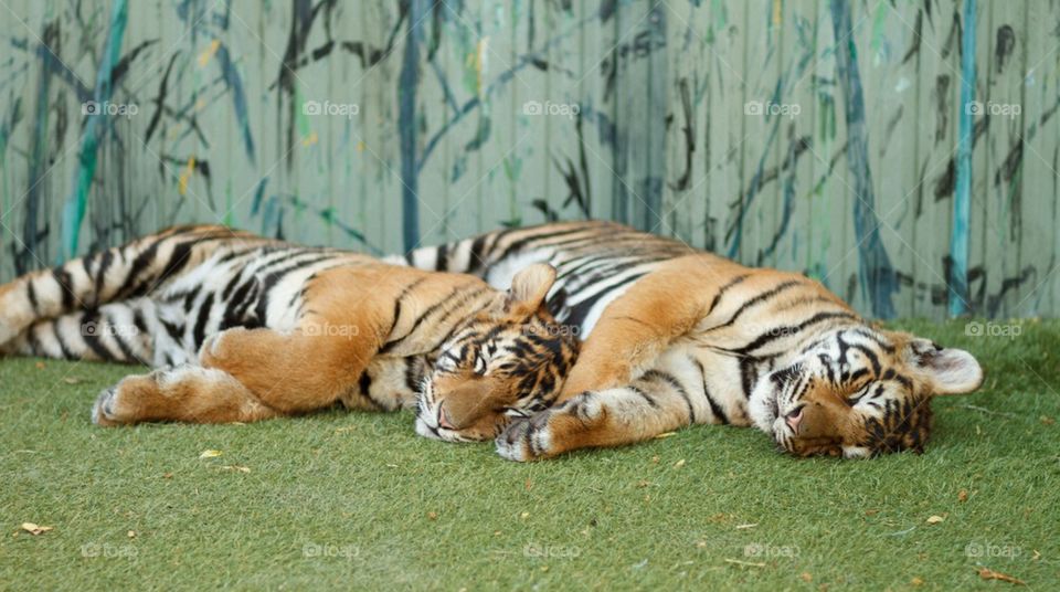 Tiger Cubs Napping